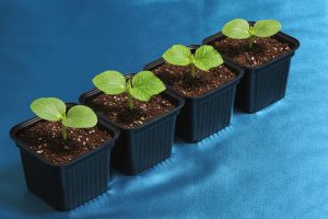 Palántázó műanyag pohár (9,9 Ft-tól/db)